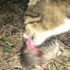 Antalya’da ’kedi’ katliamı