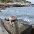 Bodrum sahilinde ölü caretta caretta bulundu Bodrum sahilinde ölü caretta caretta bulundu