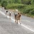 Hollanda başıboş köpeklerle mücadelede ilk sırada