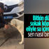 Kocaeli'de polis memuru, sokak köpeğine eliyle su içirdi Kocaeli'de polis memuru, sokak köpeğine eliyle su içirdi