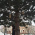 Öğrenciler Ağaçlara Kuş Yemliği Astı