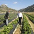 Derebucak’ta Çilek Ve Fasulye Üretimi Hız Kazandı