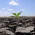 Kuraklık ve iklim şartları, üreticinin ekim dönemini ...