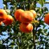 Kumluca da ilkbaharda da mandalina üretilecek Kumluca da ilkbaharda da mandalina üretilecek