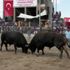 180 boğa güreş tuttu 180 boğa güreş tuttu