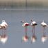 Flamingo yavrularının Tuz Gölü üzerindeki yürüyüşü başladı Flamingo yavrularının Tuz Gölü üzerindeki yürüyüşü başladı