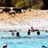 Turistler domuzlarla yüzdü