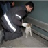 Atatürk Havalimanı'nda Kedi Operasyonu