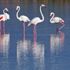 Flamingolara özel koruma