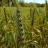 Yüksek verime sahip yerli ve milli ekmeklik buğday tohumu çeşidi "Kirve" tescil edildi