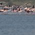 Flamingolar Türkiye’yi sevdi