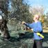Balıkesir de sokağa çıkma yasağı zeytin hasadına engel ... Balıkesir de sokağa çıkma yasağı zeytin hasadına engel ...