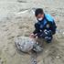 Silivri'de deniz kenarında üzen manzara. 90 kiloluk caretta caretta ölü bulundu Silivri'de deniz kenarında üzen manzara. 90 kiloluk caretta caretta ölü bulundu