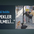 "İnsan yiyen köpekler itlaf edilmeli"