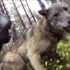 Kurtların av köpeğine saldırı anı kamerada