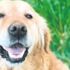 Denizli'de bir garip köpek davası