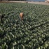İsrail Gazze'den İthalat Yapacak İsrail Gazze'den İthalat Yapacak
