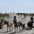 Korkunç iddia! 300 köpek kayboldu