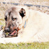 Kangal köpekleri kurdu boğdu Kangal köpekleri kurdu boğdu