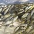 Şanlıurfa'da yetiştirilen 10 milyon balık yavrusu baraj göletlerine salınacak