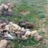Bitlis'te PKK'ya ait patlayıcılar imha edildi Bitlis'te PKK'ya ait patlayıcılar imha edildi