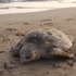Dikili'de �l� caretta caretta bulundu Dikili'de �l� caretta caretta bulundu