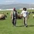 Çobanların zorlu Ramazan mesaisi Çobanların zorlu Ramazan mesaisi