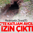 Medeniyetin Zirvesi(!!!) İsveç’te Katliam Avcılığına İzin Çıktı Medeniyetin Zirvesi(!!!) İsveç’te Katliam Avcılığına İzin Çıktı
