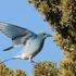 ABD'nin New Mexico eyaletinde toplu göçmen kuş ölümleri: 'Milyonlarca kuş ölmüş olabilir'