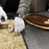 'Ardasa siron kebabı' için kilometrelerce yol geliyorlar! 'Ardasa siron kebabı' için kilometrelerce yol geliyorlar!