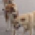 Başıboş köpeklerin saldırısına uğrayan 14 kuzu telef oldu Başıboş köpeklerin saldırısına uğrayan 14 kuzu telef oldu