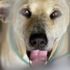 Tayland sokaklarını artık 'köpekler' koruyacak Tayland sokaklarını artık 'köpekler' koruyacak