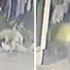 Pitbull saldırısına uğradı: Vücuduna 56 dikiş atıldı Pitbull saldırısına uğradı: Vücuduna 56 dikiş atıldı
