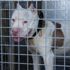 Pitbull cinsi köpeğiyle sokağa çıktı, cezadan kaçamadı Pitbull cinsi köpeğiyle sokağa çıktı, cezadan kaçamadı