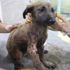 Bu köpeğin başına gelenler pişmiş tavuğun başına gelmedi Bu köpeğin başına gelenler pişmiş tavuğun başına gelmedi