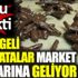 ﻿Çekirgeli çikolatalar market raflarına geliyor