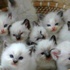 Japonya'da ilginç kedi istilası
