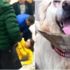 "Cindy" adlı köpeğin dövülmesi davası olaylı başladı "Cindy" adlı köpeğin dövülmesi davası olaylı başladı