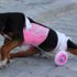 Sokakta bulduğu felçli köpeği yaşattı
