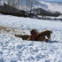 Sığır Çiçeği Hastalığından 10 Hayvan Telef Oldu