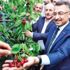Bağcılar'da kiraz hasadı Bağcılar'da kiraz hasadı