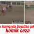 Jokeyin yarış boyunca kamçıladığı at yere yığıldı