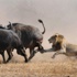 Aslan bu avın sonunu düşünemedi Aslan bu avın sonunu düşünemedi