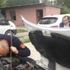 Aracın motor kısmına giren kediyi itfaiye çıkardı Aracın motor kısmına giren kediyi itfaiye çıkardı