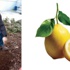 Limon ağacını çaldılar