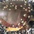 Sahilde ölü caretta caretta bulundu