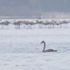 İzmit Körfezi flamingo ve kuğularla şenlendi İzmit Körfezi flamingo ve kuğularla şenlendi