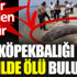 Dev köpekbalığı sahilde ölü bulundu. Ender görülen bir tür Dev köpekbalığı sahilde ölü bulundu. Ender görülen bir tür