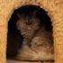 Tahran'da sıra dışı 'Kedi Müzesi'