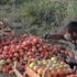 Yayla domatesi yeşil olarak ihraç ediliyor